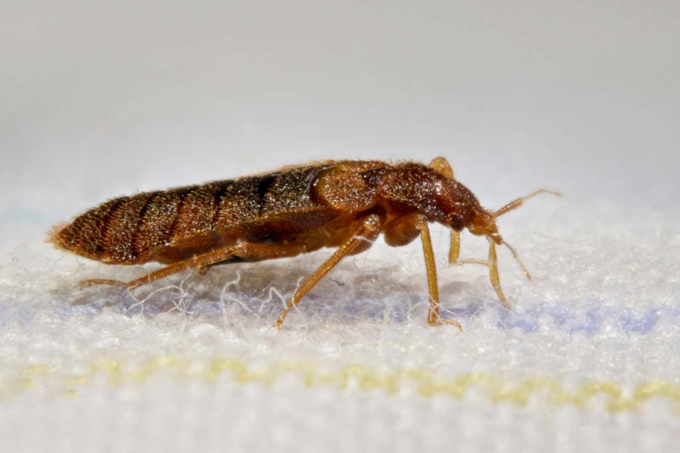 Bedbugs In Paris Comparable To Other Major Cities 